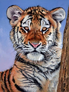 Tiger in the Snow