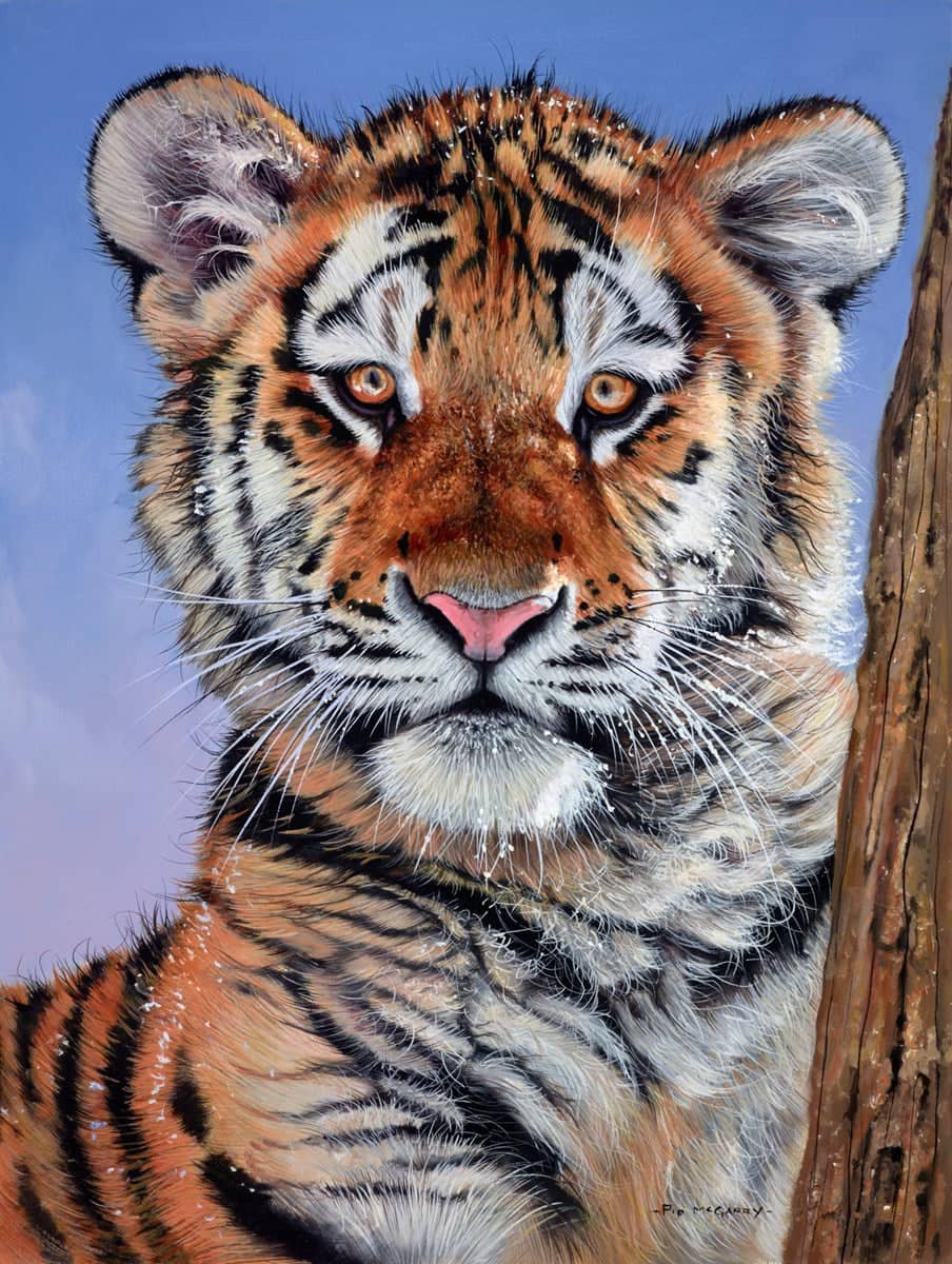Tiger In The Snow