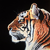 Tiger Stare II