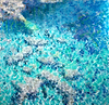 Shimmering Reflections