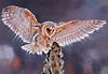 Swoop