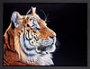 Watchful (Framed)