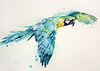 Blue and Gold Macaw