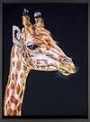 Sleepy Giraffe (Framed)