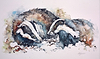 Badgers at Dusk