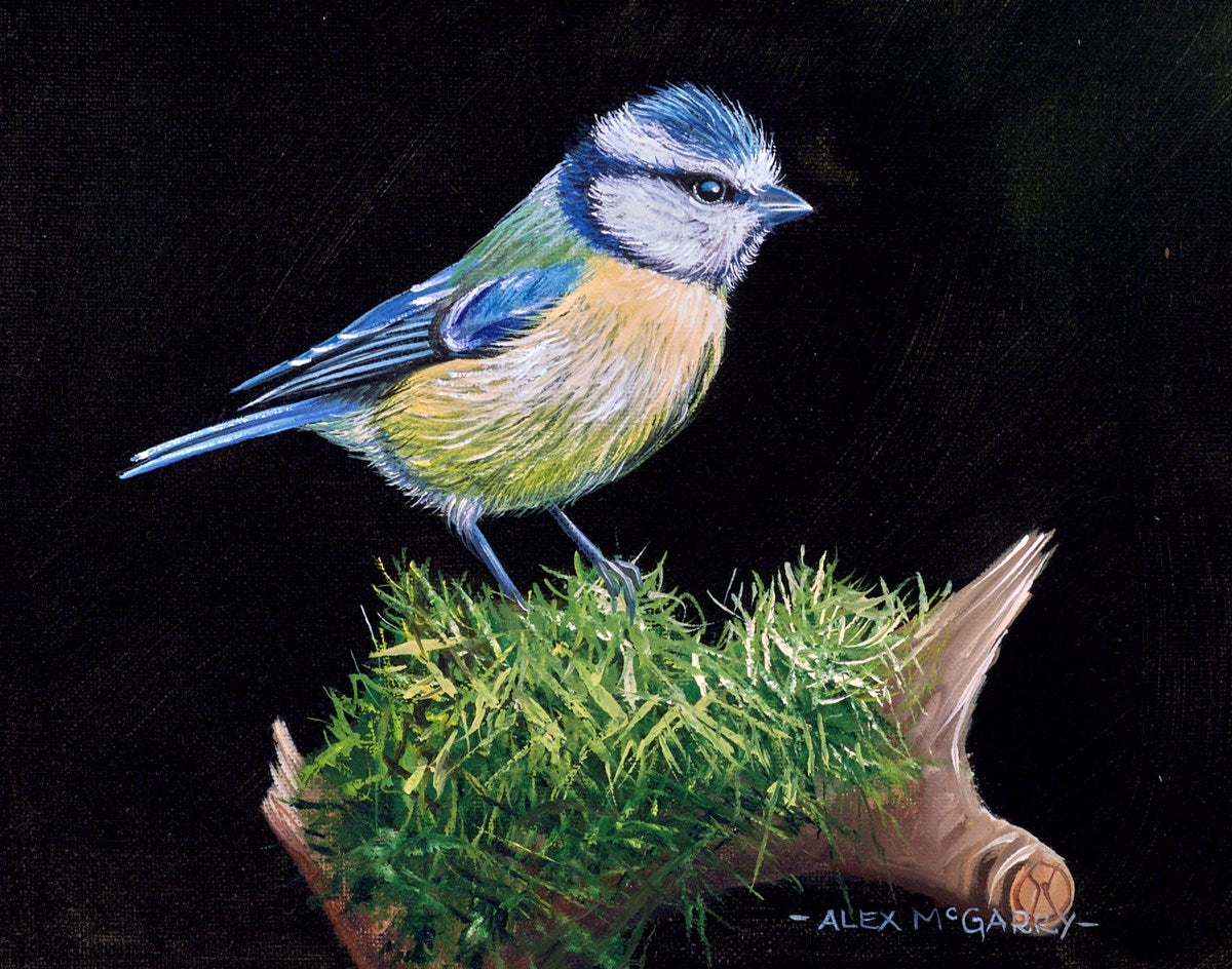 Blue Tit