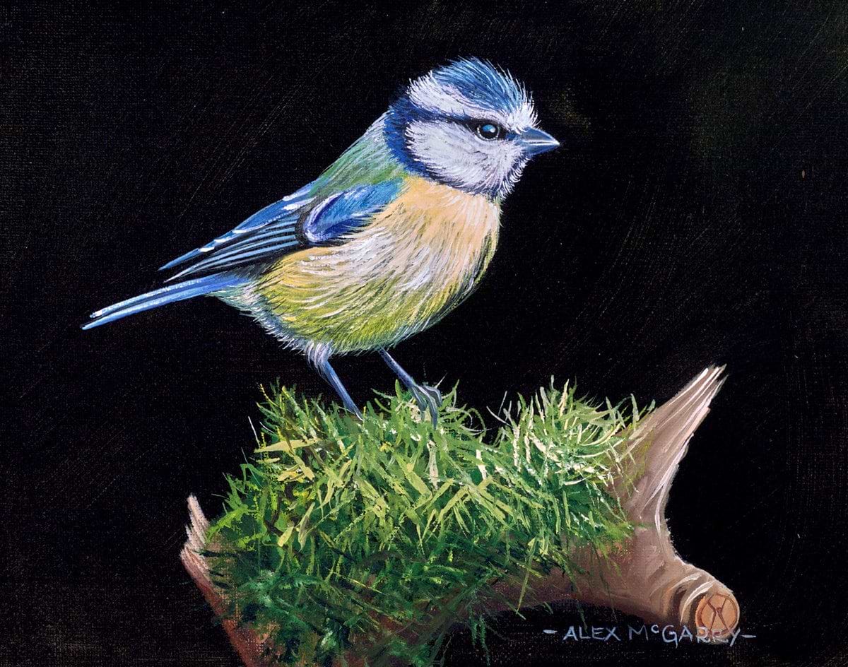 Blue Tit