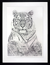 Tiger Study (Framed)