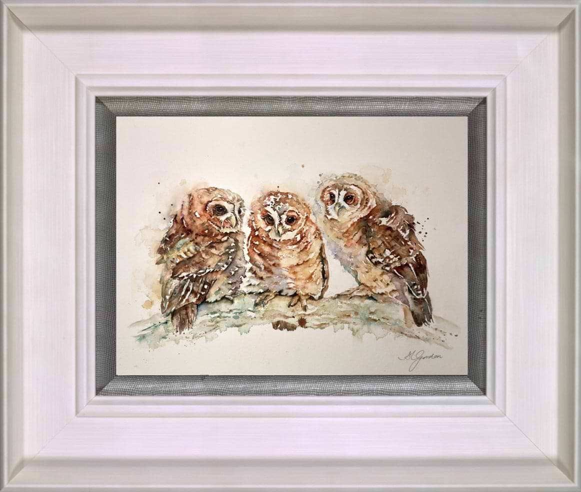 Waiting- Trio Of Tawny Owlets