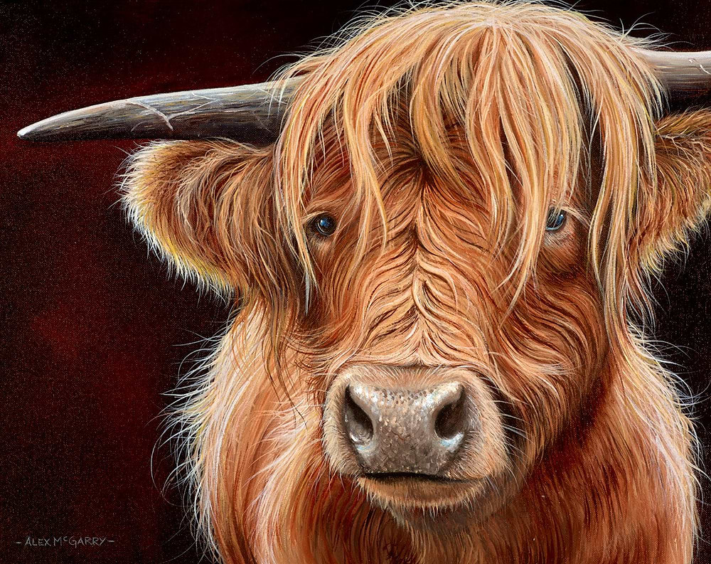 Highland Cow II