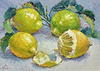 Sicilian Lemons IV