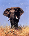High Noon in the Mara