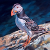 Atlantic Puffin- Little Clown