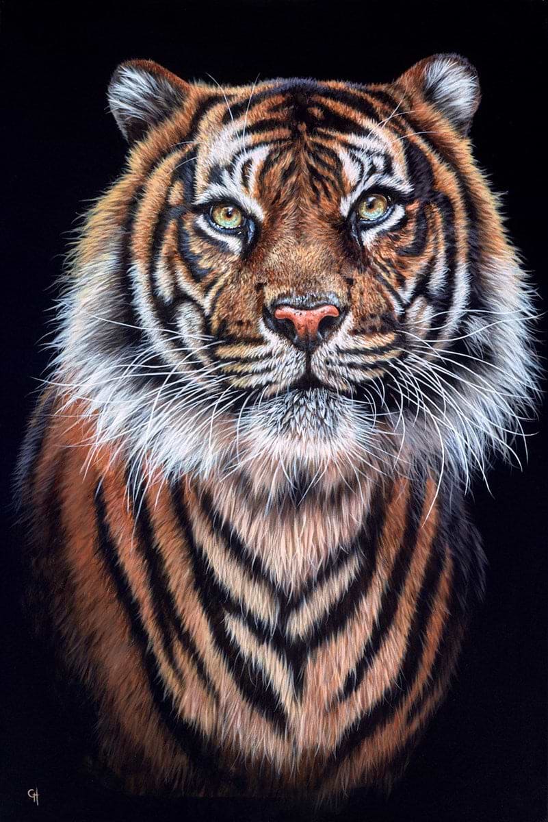 Tiger Eyes