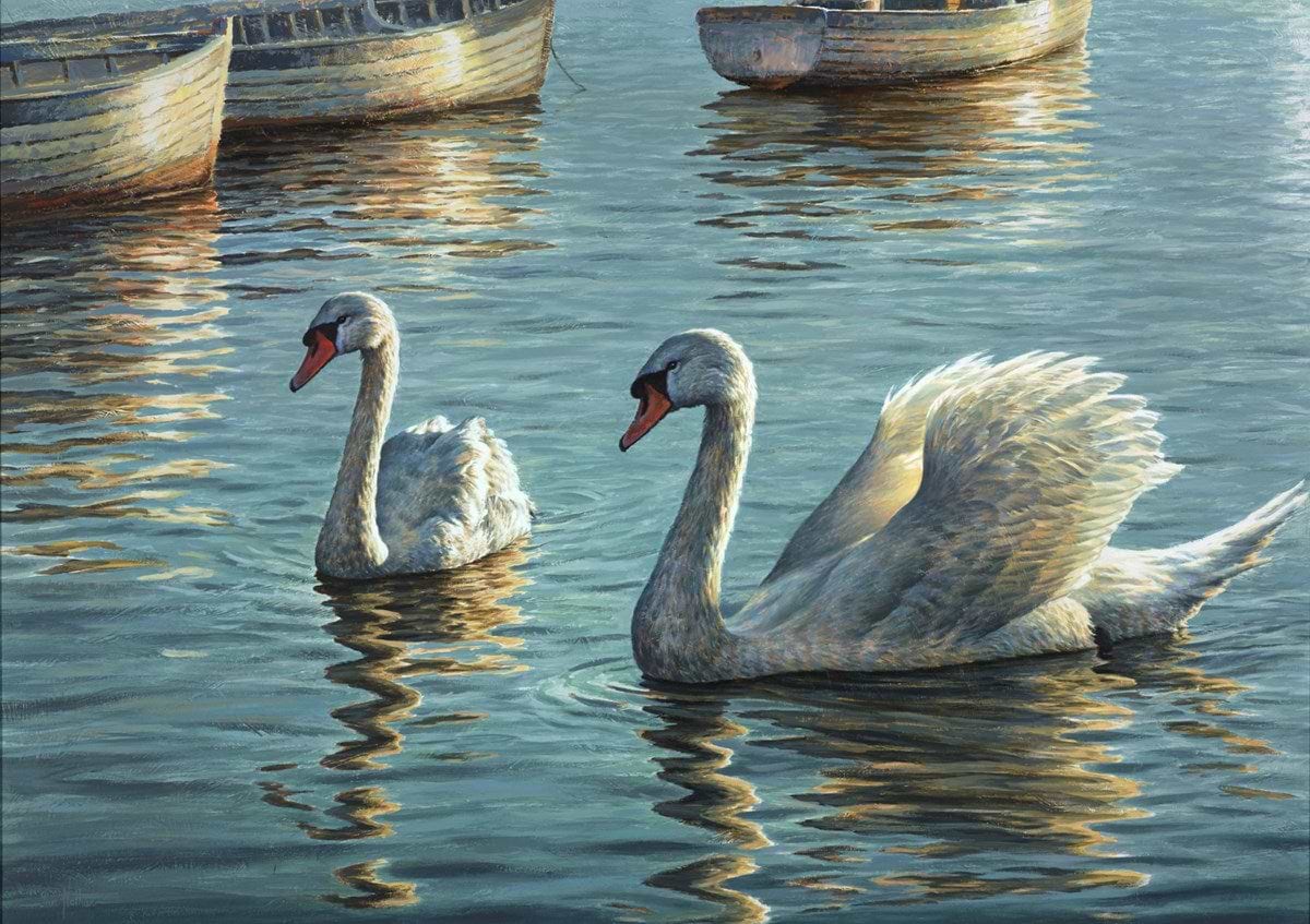 Graceful Swan