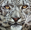 Cat's Eyes