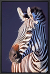 Royal Blue (Framed)