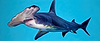 Hammerhead Shark