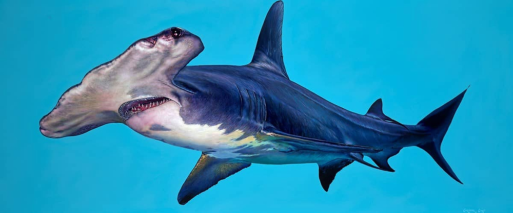 Hammerhead Shark