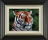 Eye of The Tiger (Framed)