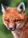 Fox Stare