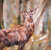 Burghley Buck