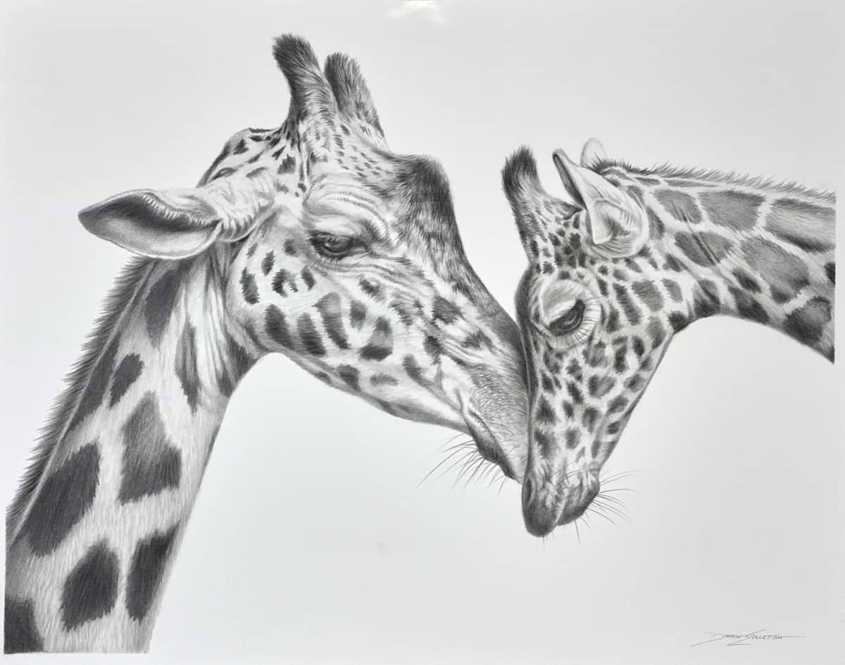 Giraffe Love