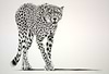 Lurking Cheetah (Study)