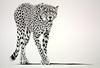 Lurking Cheetah (Study)
