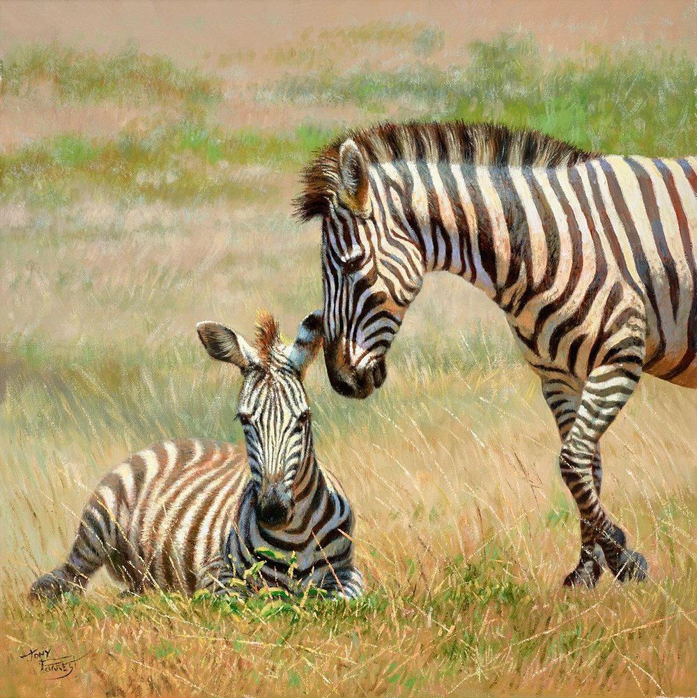 Zebra And Foal