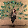 Spread Your Feathers