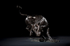 Bull Turning - 2007