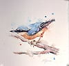 Darting Nuthatch