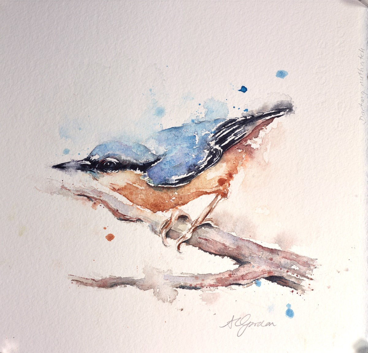 Darting Nuthatch
