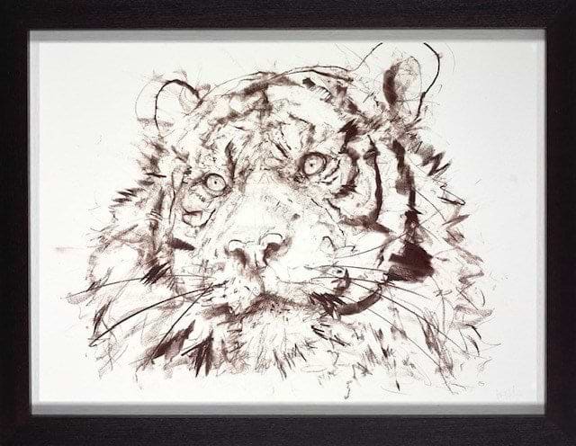 Tiger Study VI