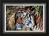 In the Shadows (Framed)