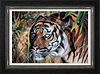 In the Shadows (Framed)