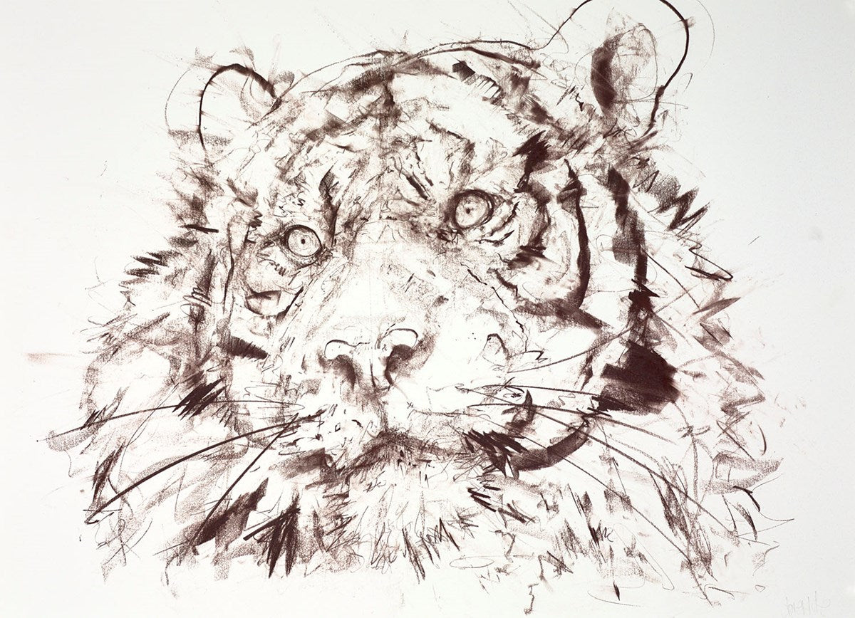 Tiger Study VI