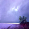 Fields of Lavender IV