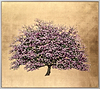 Alice Apple Blossom