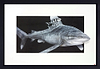 Siren (Framed)