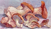Gourmet Mushrooms III