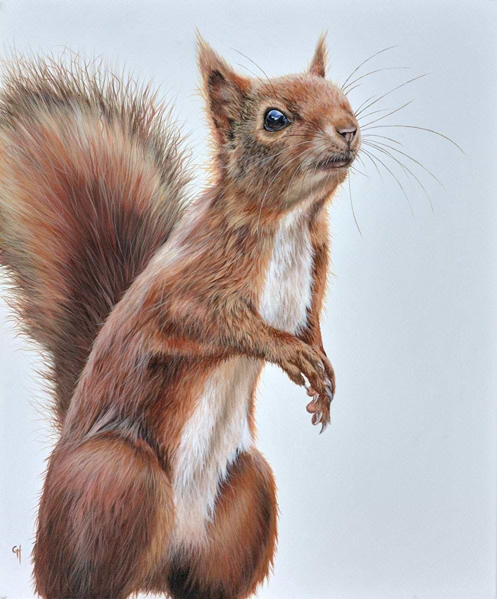 Red Squirrel