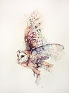 Soft and Silent Flight- Barn Owl
