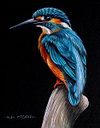 Male Kingfisher