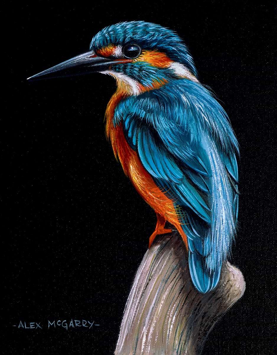 Male Kingfisher