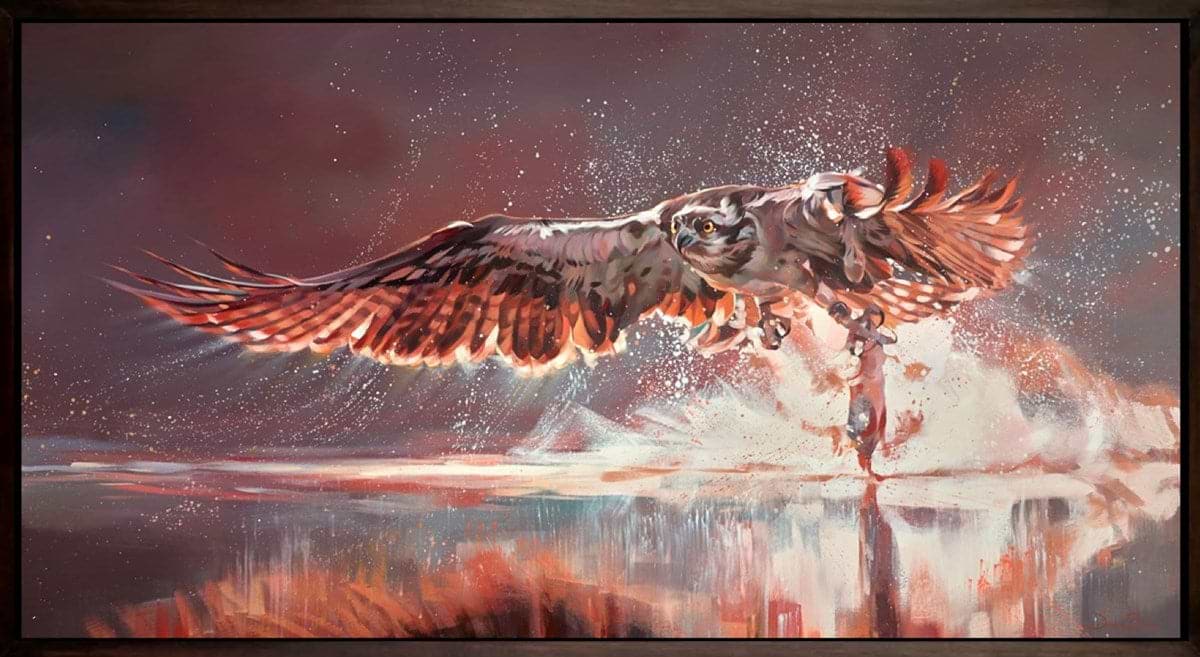 River Hawk, Osprey In Flight