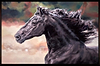 Black Beauty (Framed)