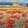 Papaveri Nel Campo
