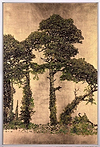 Woodland Beauty V (Framed)